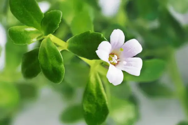 Bacopa Extract Manufacturer