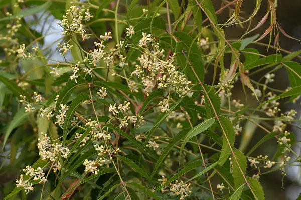 Azadirachta Indica Leaf Extracts