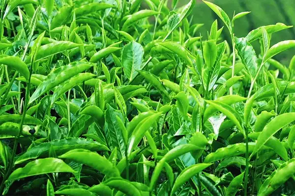 green tea extract manufacturer in india